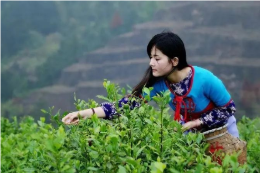 ��ȸ���ڰ�Ϫ����